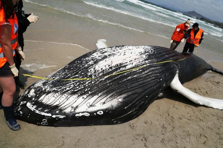 Las costas gallegas registran en 2023 un récord de animales varados