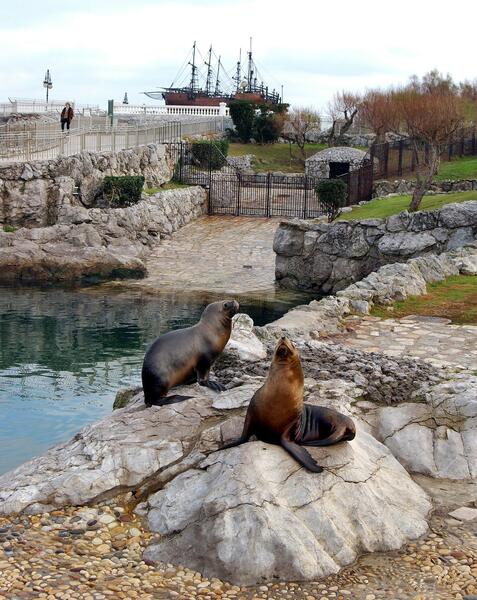 Muere una leona marina de 25 años en el minizoo de La Magdalena de Santander