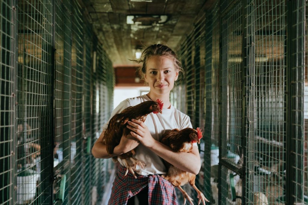 Por Qué Debería Importante Que Haya Muerto La Gallina Más Vieja Del Mundo