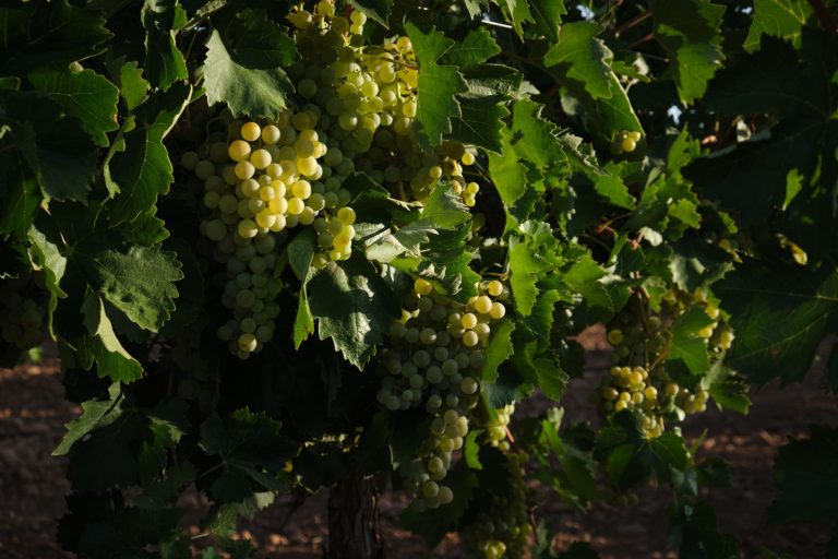 La situación de la sequía ha puesto en riesgo varios sectores catalanes, incluyendo la producción de vino y cava