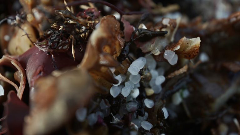 Greenpeace pide coordinación para enfrentar el desastre de los ‘pellets’ de Galicia