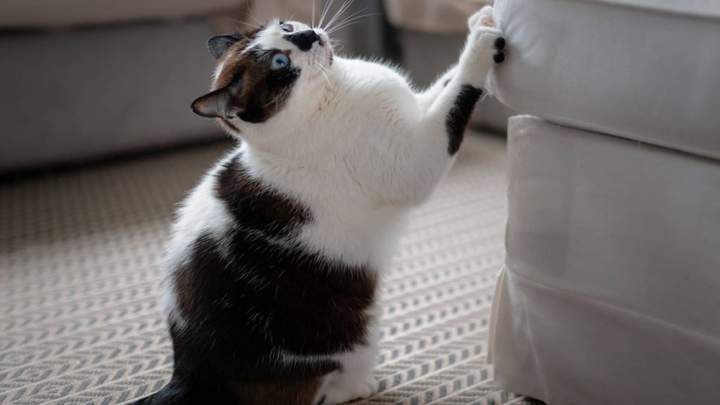 ¿Cómo Evitar Que El Gato Arañe El Sofá?