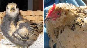 Por qué debería importante que haya muerto la gallina más vieja del mundo