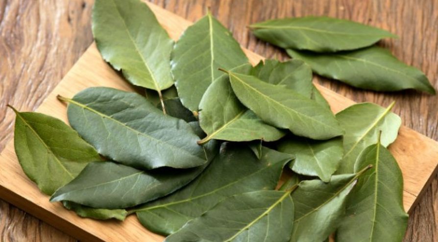 laurel