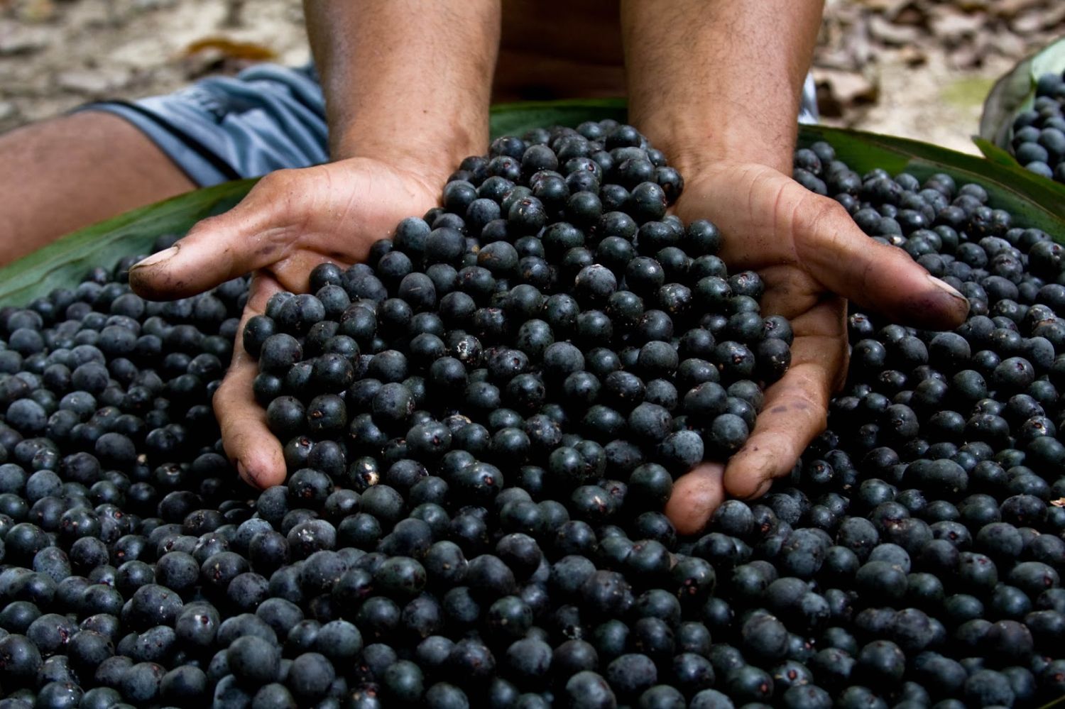 Ideas Para Incluir Bayas De Acaí En Tu Dieta