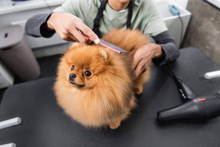 Narval Mascotas y sus servicios de peluquería canina y felina en Leganés