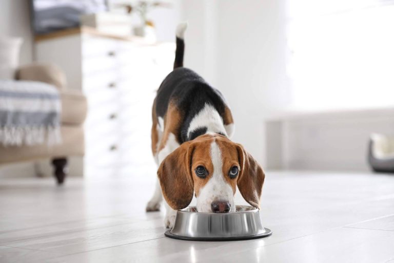 Los beneficios de la comida para perros y gatos de Can Xana