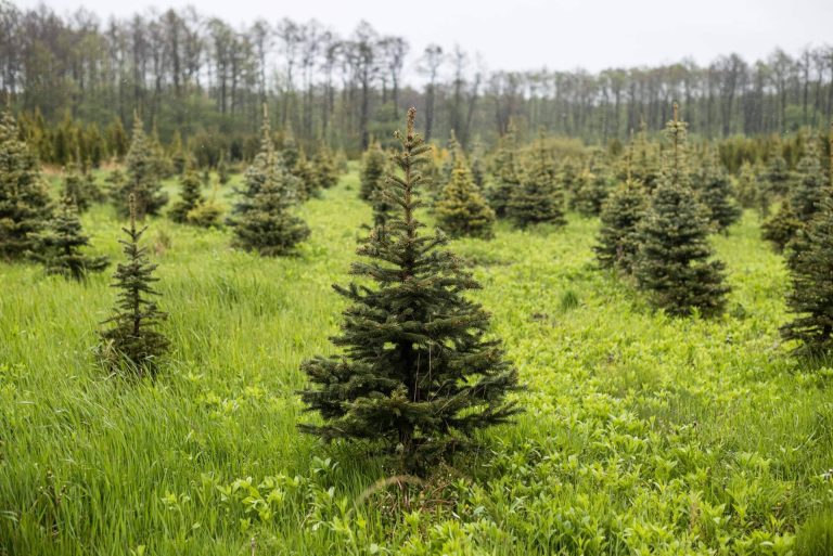 Navet ofrece árboles de Navidad naturales sostenibles