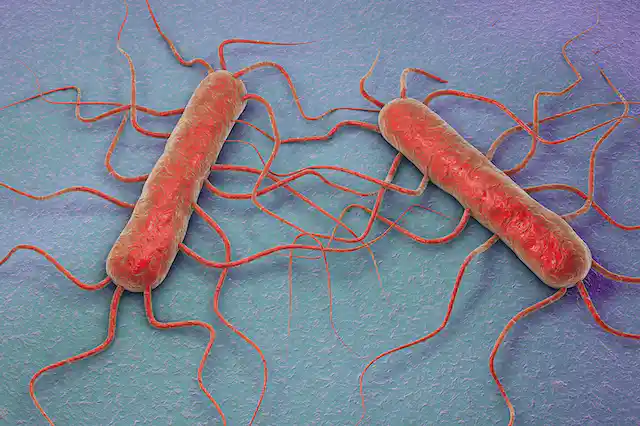 Consumo alerta de la presencia de ‘listeria monocytogenes’ en el queso gorgonzola italiano de la marca Cucina Novile