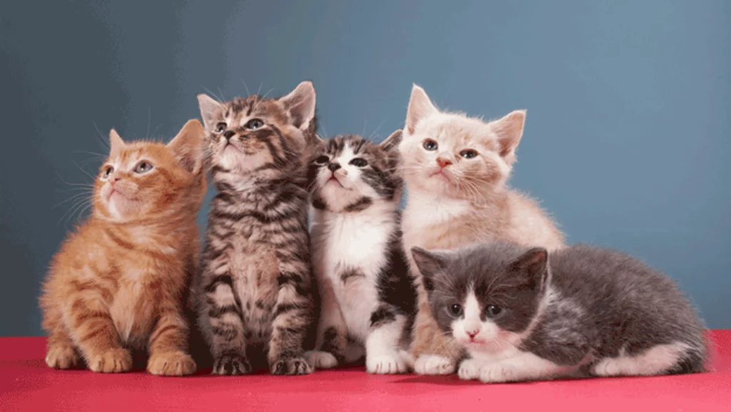 Día Mundial Del Gato, No Olvides Felicitar A Tu Mascota 1 288141 Cuando Es Que Celebra Dia Internacional Gato