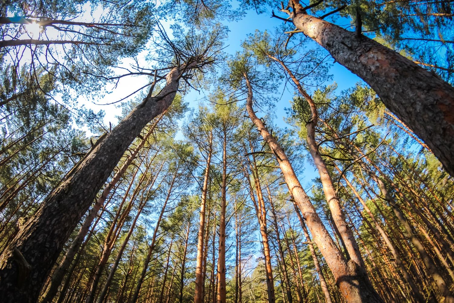 Conexión Con La Naturaleza: Entornos Verdes