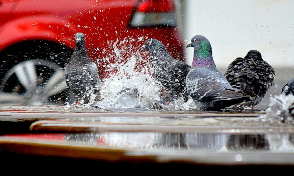 Existe Un Color De Coche Que Atrae Más Los Excrementos De Las Palomas