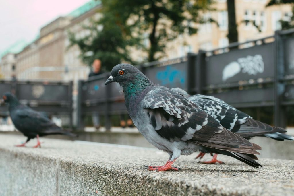 Existe Un Color De Coche Que Atrae Más Los Excrementos De Las Palomas