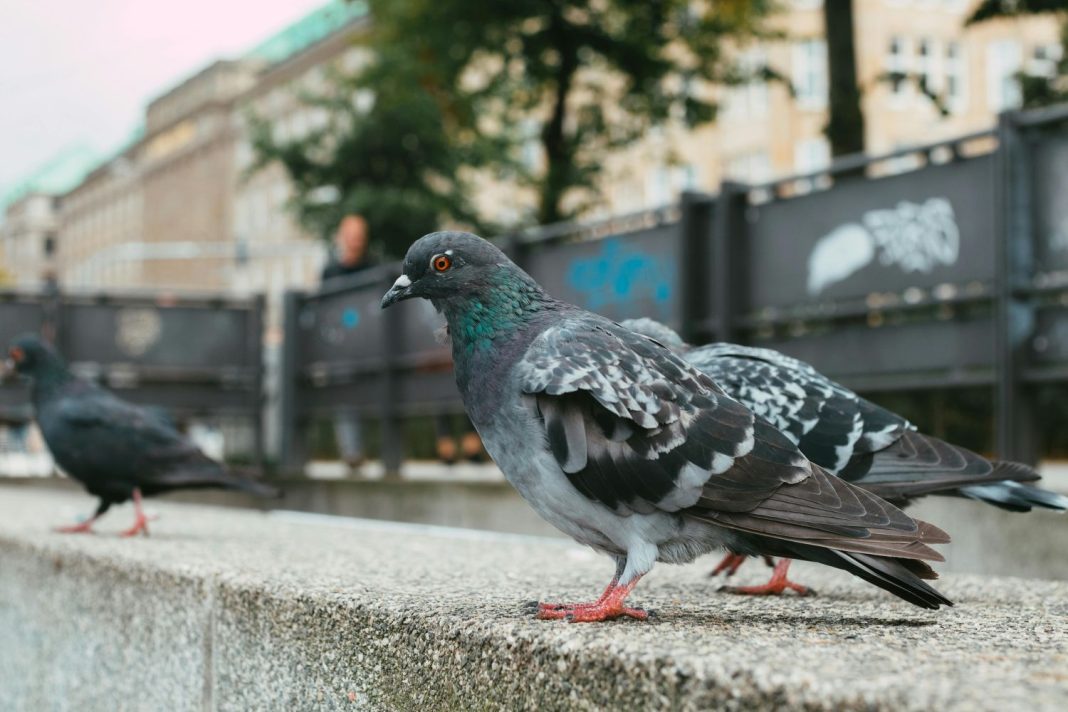 Existe un color de coche que atrae más los excrementos de las palomas