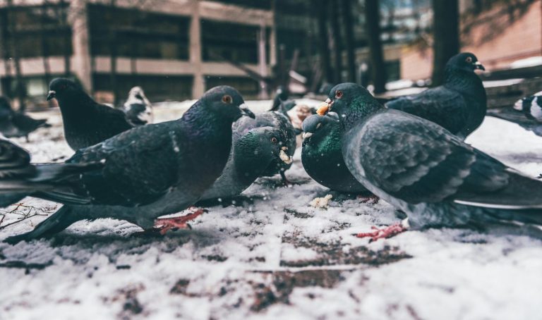 Existe un color de coche que atrae más los excrementos de las palomas