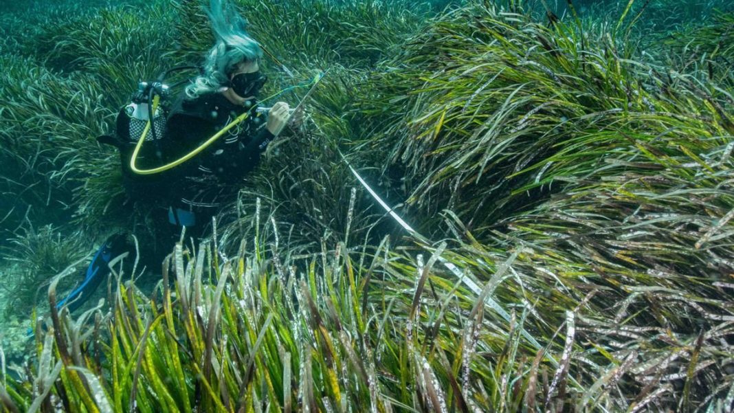 La crisis ecológica en Ibiza: La trágica pérdida de la Posidonia Oceánica