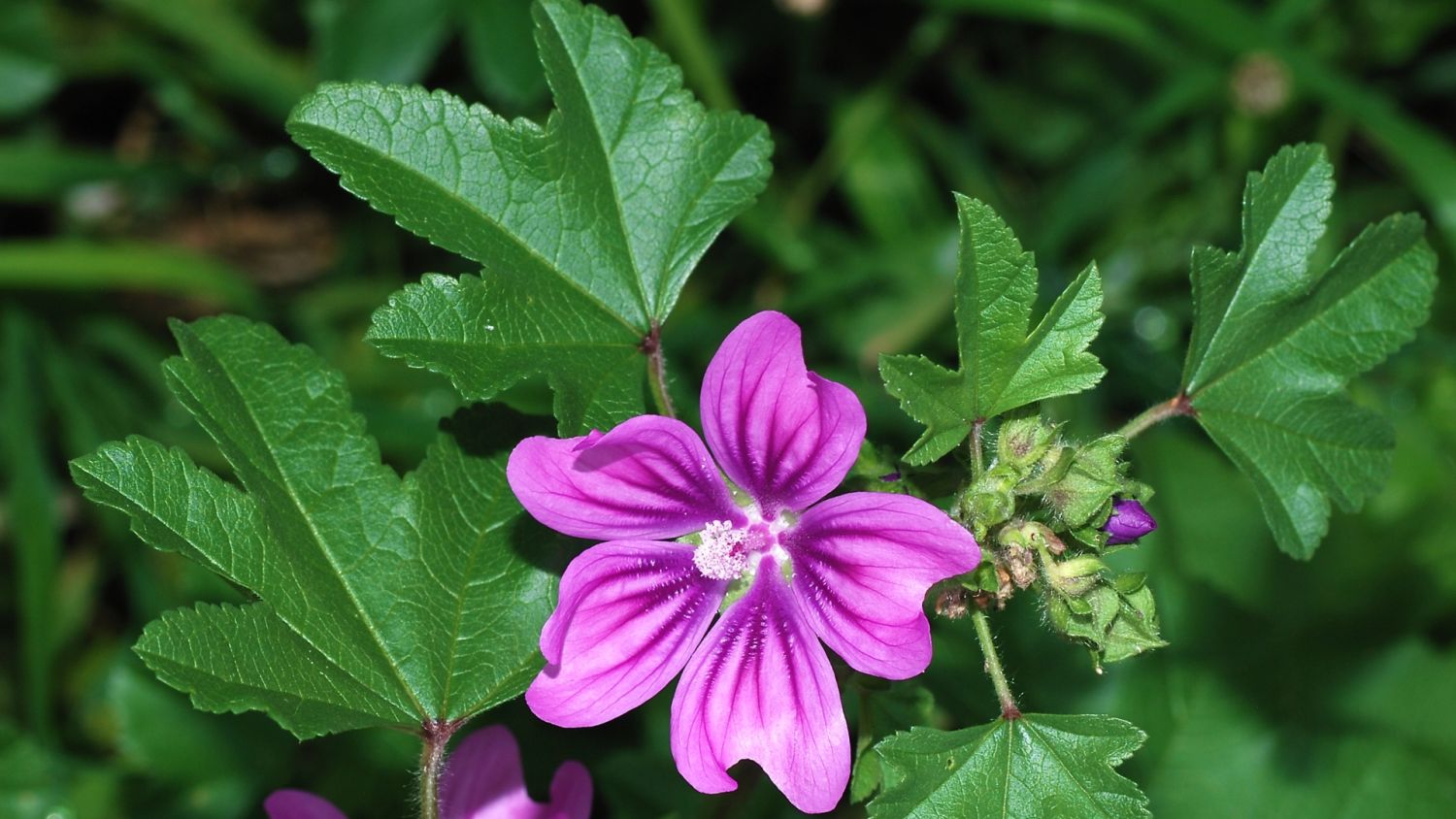 Un Trago A La Tradición: Malva Y Su Historia En La Botica Natural