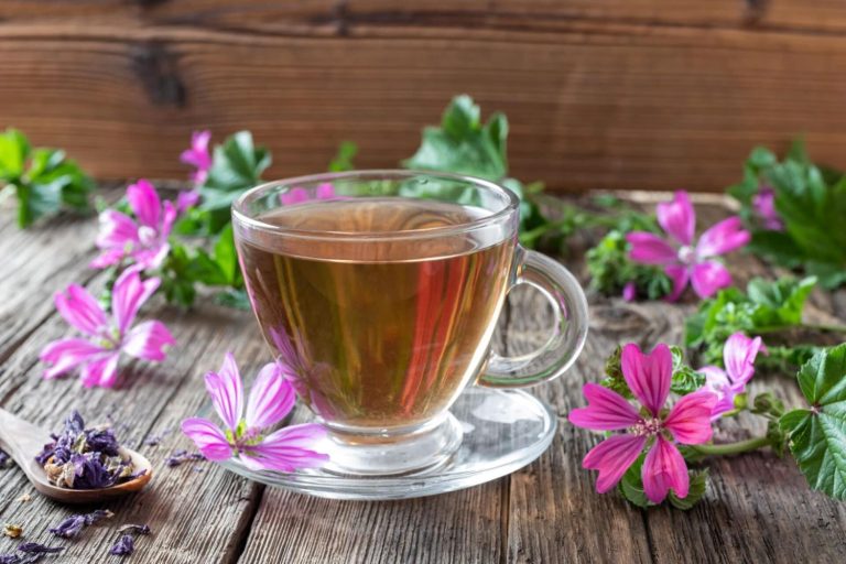 La mejor infusión contra los problemas digestivos además adelgaza: empieza a incluir en tu dieta la infusión de malva