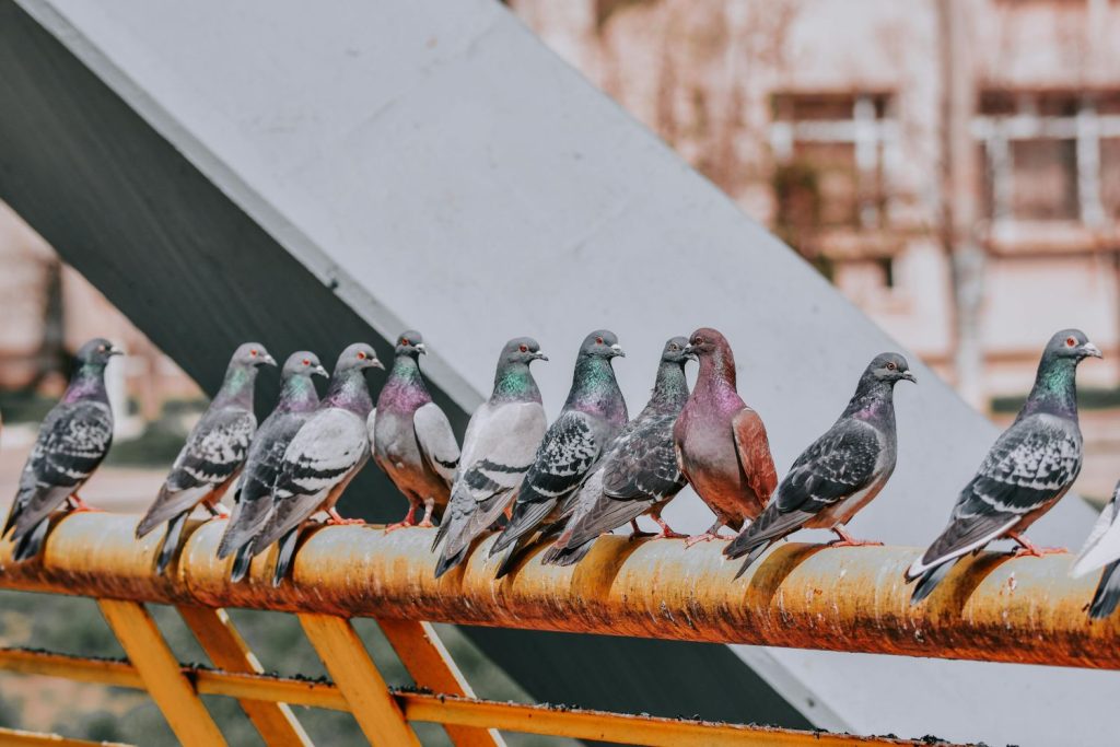 Existe Un Color De Coche Que Atrae Más Los Excrementos De Las Palomas