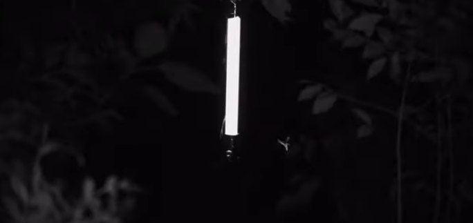 ¿Te has preguntado alguna vez por qué los mosquitos van hacia la luz?