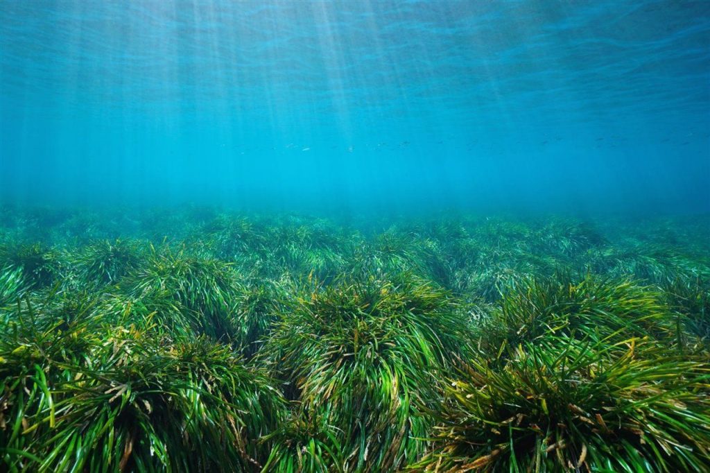 Soluciones Propuestas: Reducción Del Tráfico Marítimo Y Mejora De La Calidad Del Agua