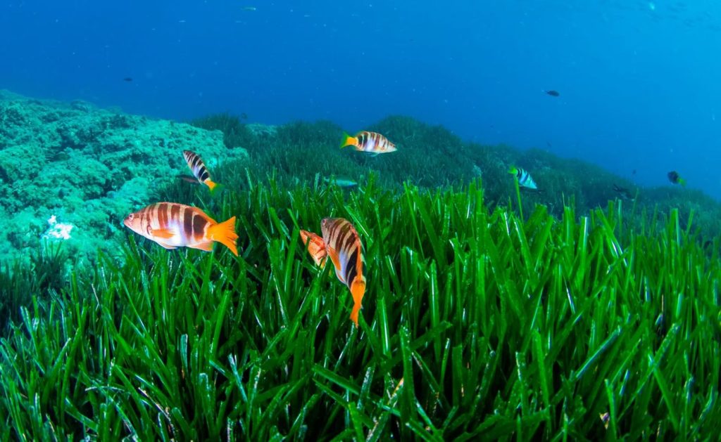 Un Futuro Sostenible Para Ibiza: La Importancia De La Preservación De Su Patrimonio Natural