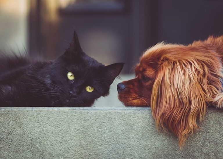 Alimentación de mascotas: ¿es el pienso seco la mejor opción?