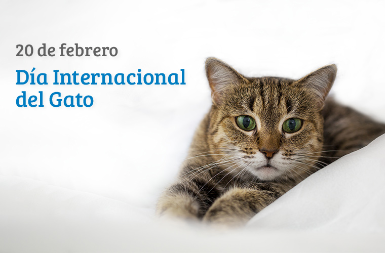 Día Mundial Del Gato, No Olvides Felicitar A Tu Mascota 3 Blog Dia Gato