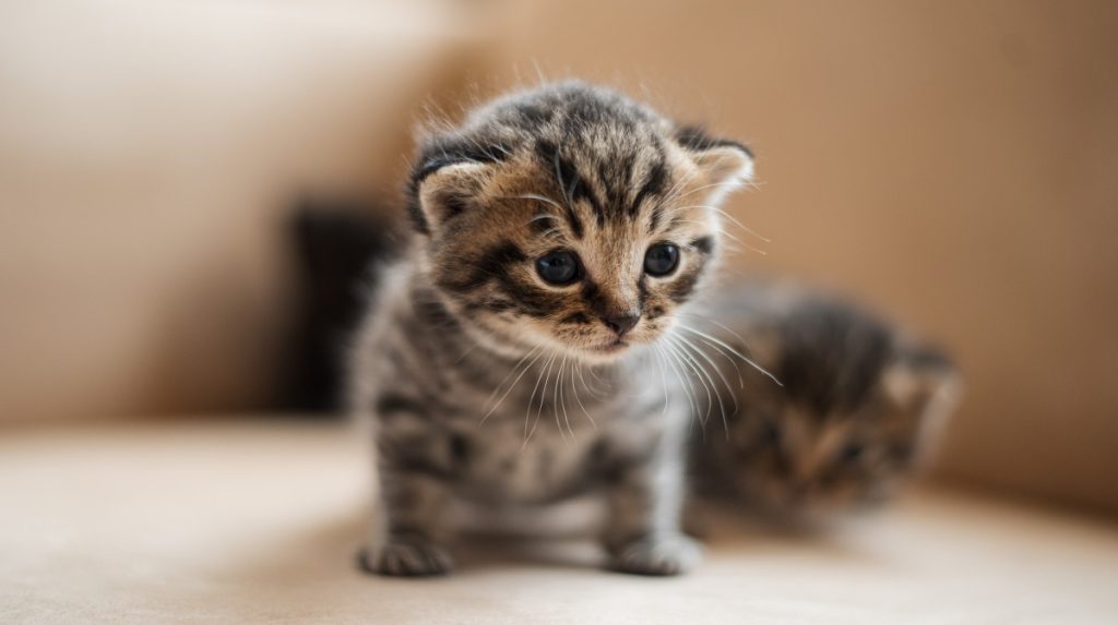 Dia Internacional Del Gato El Origen De Esta Triple Celebracion