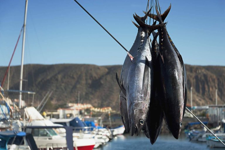 Pescamar brinda recomendaciones para la temporada de pesca de atún 2024