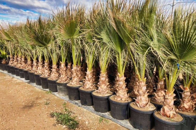 Tropicalia Garden, un vivero especializado en la venta y cultivo de palmeras