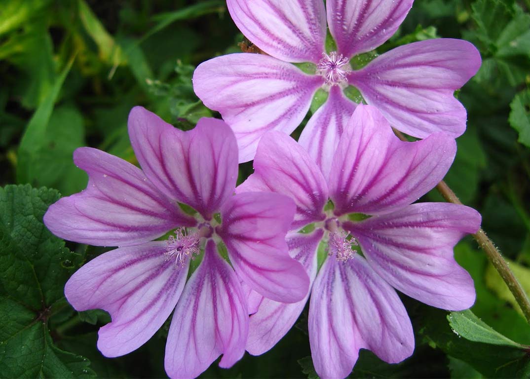 Alivio Natural: Los Beneficios Digestivos De La Malva