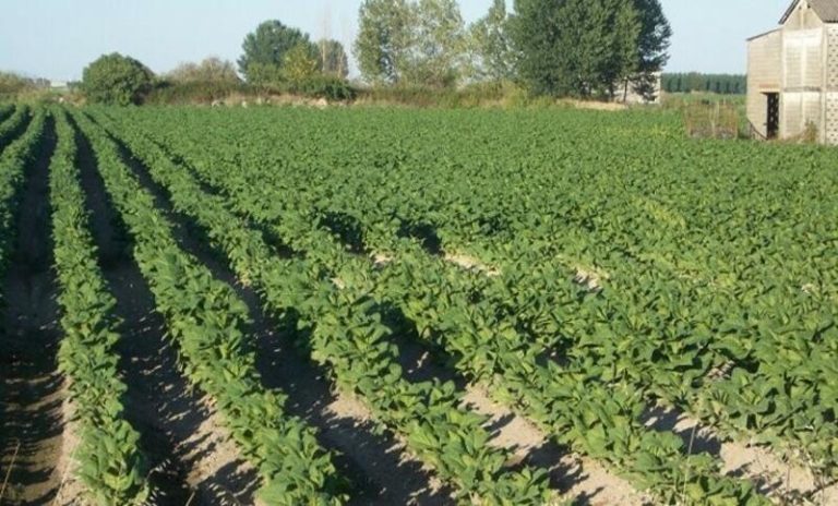 La Interprofesional del Tabaco insta a Sanidad a evaluar el impacto del plan del tabaquismo en el sector