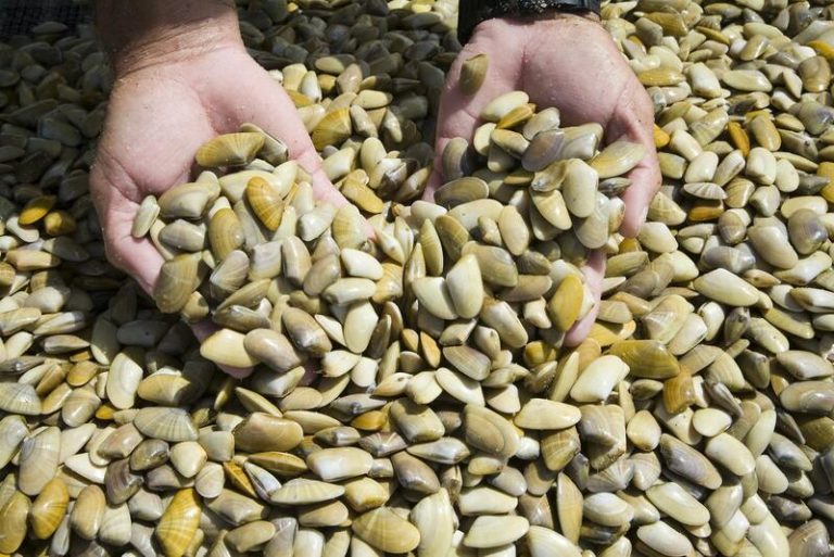 Andalucía cierra la pesquería de la coquina en el Mediterráneo