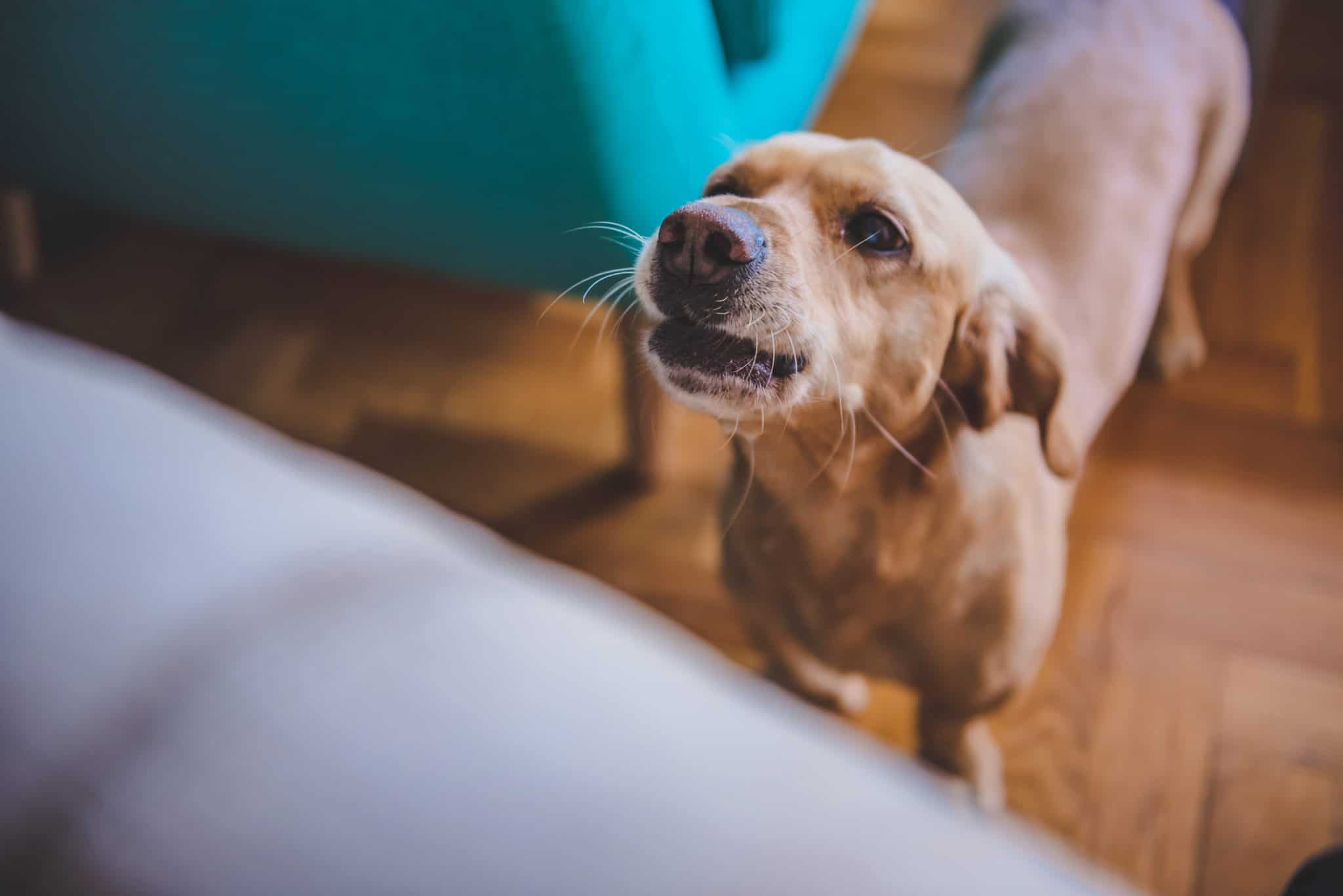 Cómo Quitar Fácil Los Pelos De Tu Perro O Tu Gato De La Ropa O El Sofá 1 Trucos Para Un Hogar Sin Pelos