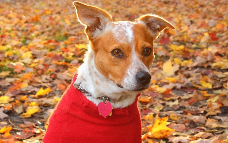 CBD para perros: una solución efectiva para la ansiedad