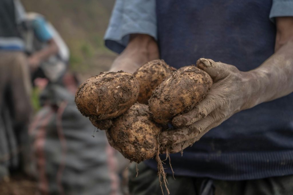 Si Las Patatas De Tu Cocina Tienen Brotes, Ten Muy En Cuenta Esta Advertencia
