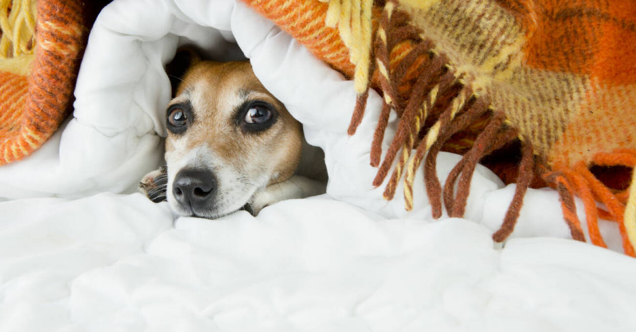 Cómo Quitar Fácil Los Pelos De Tu Perro O Tu Gato De La Ropa O El Sofá 2 Tecnología A Tu Servicio
