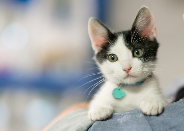 Cómo quitar fácil los pelos de tu perro o tu gato de la ropa o el sofá