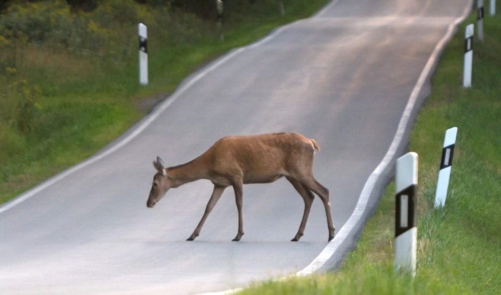 Una Solución Ingeniosa Y Económica Para Evitar Accidentes 