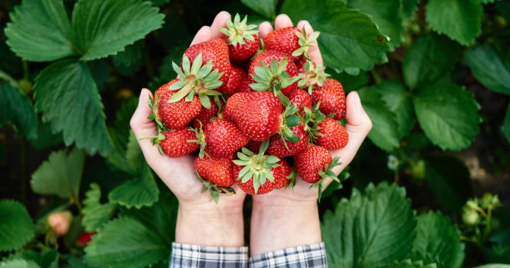 Un Truco Sencillo Para Saber De Dónde Son Las Fresas