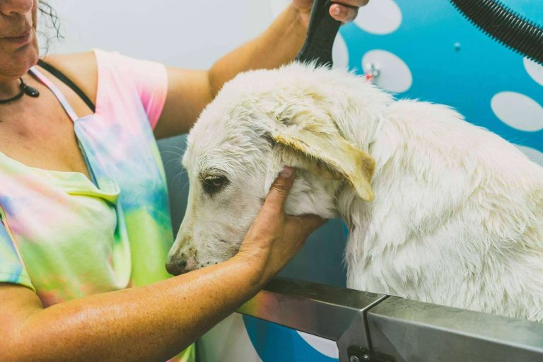 Chapoteando, el servicio de autolavado para mascotas de moda