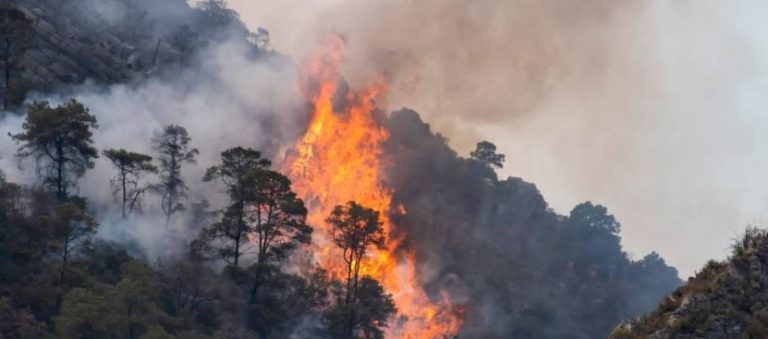Ecologistas reclama ayudas para las fincas de Puebla del Maestre «seriamente afectadas» por el incendio