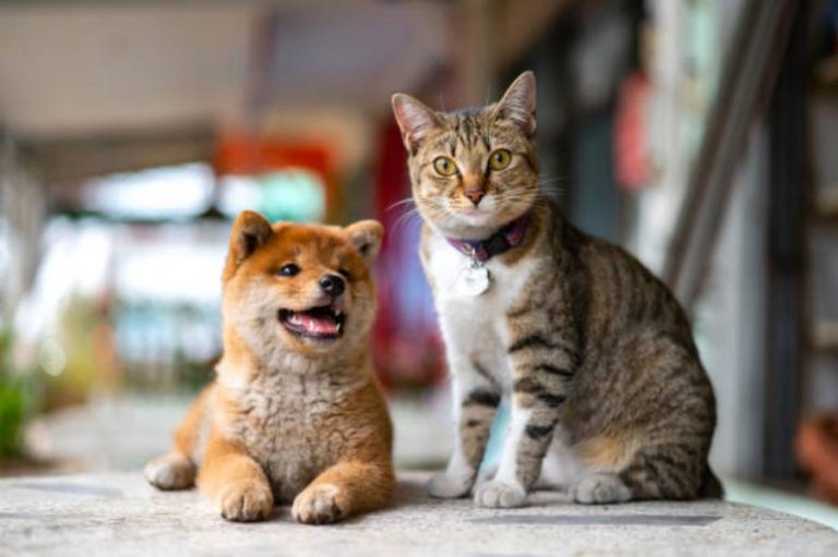 Lidl tiene el producto estrella para tu mascota, perro o gato, por solo 8 euros