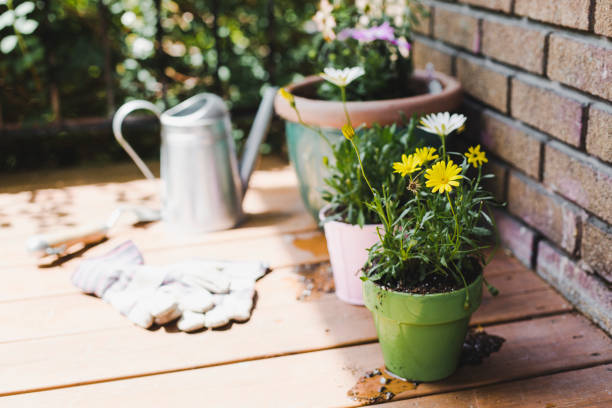 Reglas básicas para regar esta planta sin complicaciones