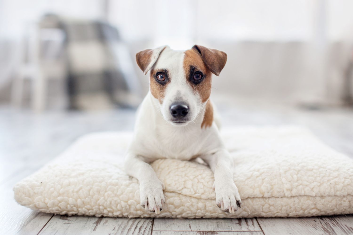 Cómo Quitar Fácil Los Pelos De Tu Perro O Tu Gato De La Ropa O El Sofá 3 Adaptaciones Hogareñas Para Un Entorno Limpio