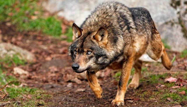 La Comunidad De Madrid Dará Ayudas A Los Ganaderos Ante Los Ataques Del Lobo Ibérico
