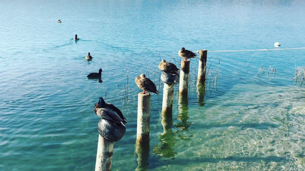 El Lago De Cataluña Y La Importancia De La Fauna Que Lo Rodea 