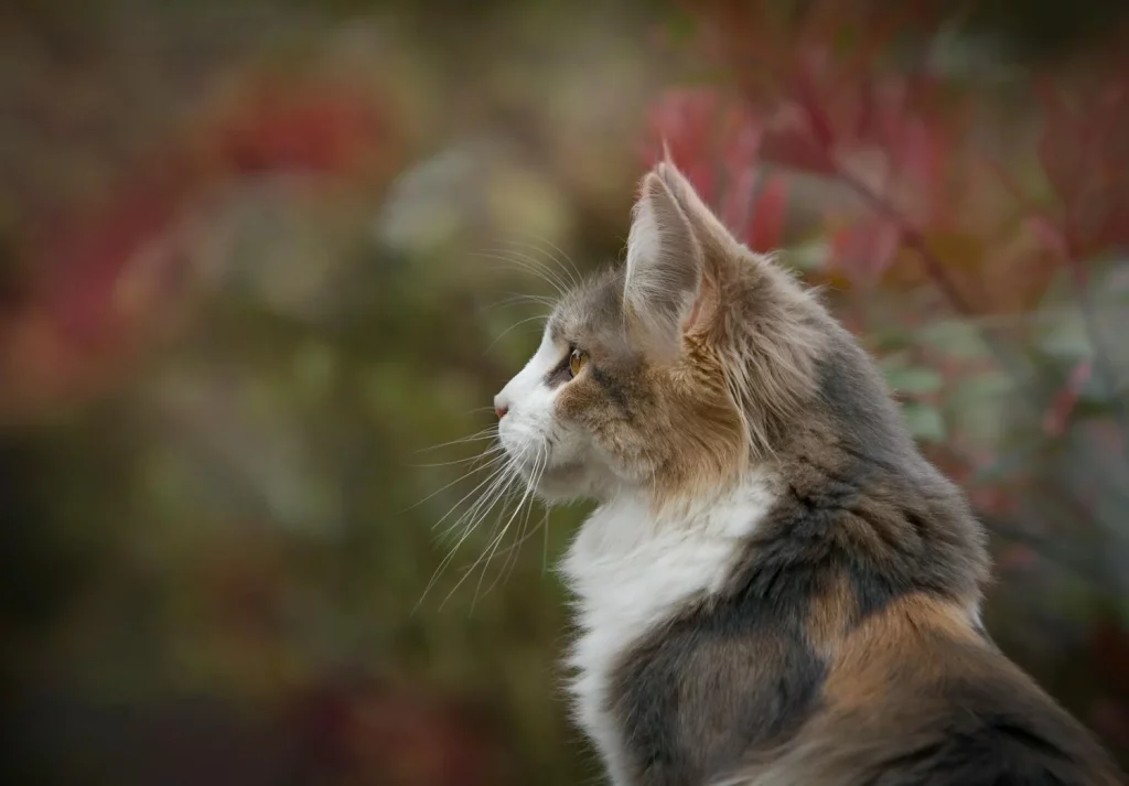 ¿Mito O Verdad?: ¿Pueden Los Gatos Ver Fantasmas?