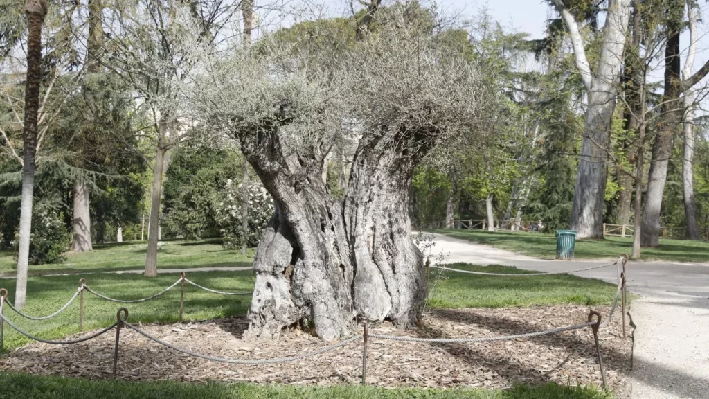 El Legado Ornamental Y Ecológico Del Olivo